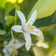 Neroli Organic
